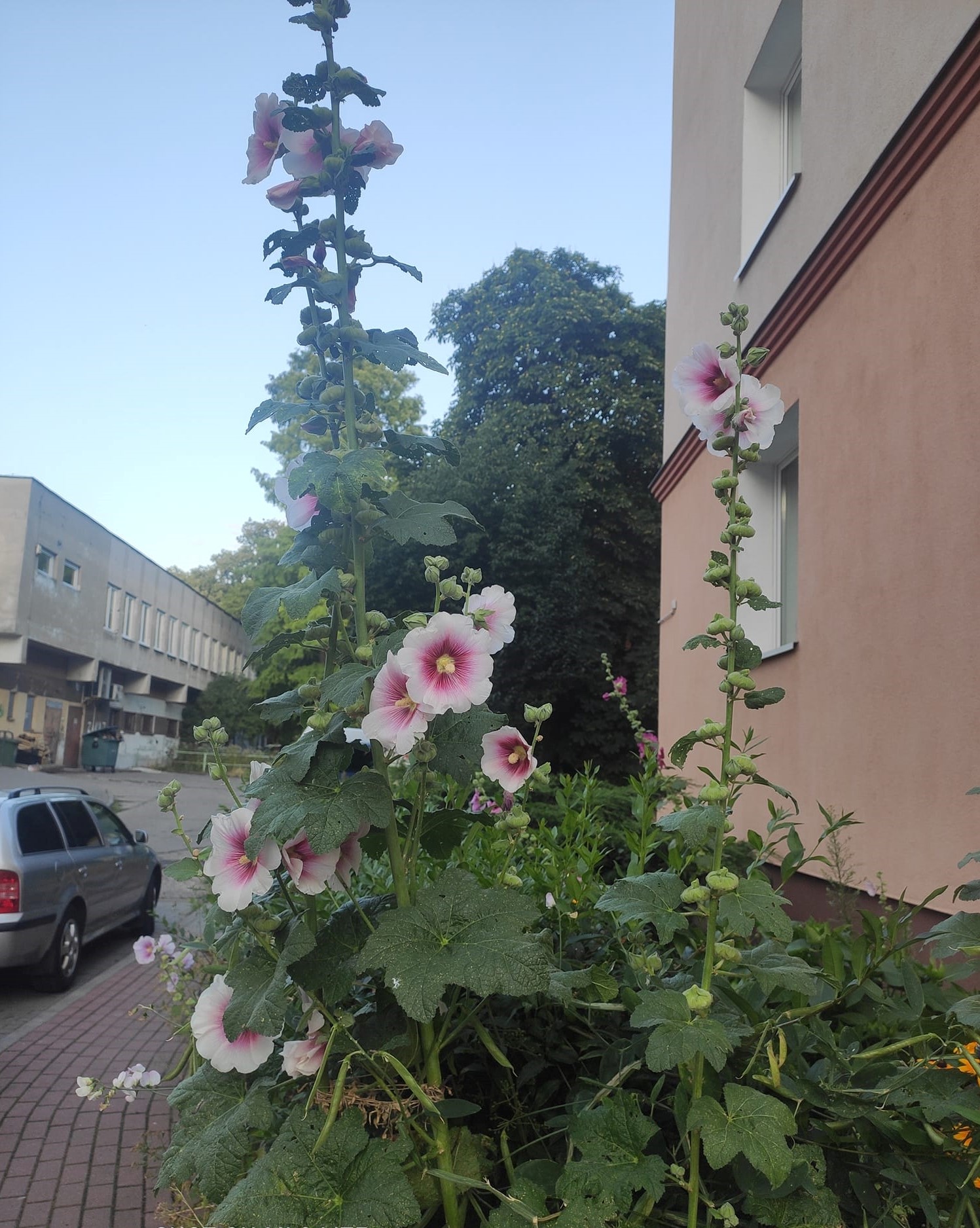 Мальви